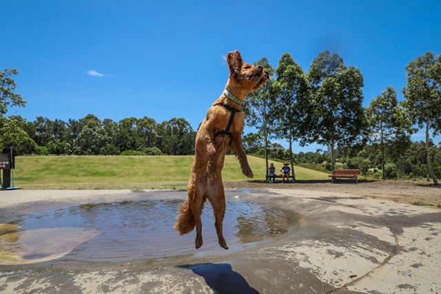 Dogs jumping and playing in a puddle in a park.